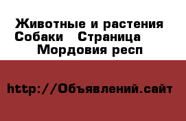 Животные и растения Собаки - Страница 22 . Мордовия респ.